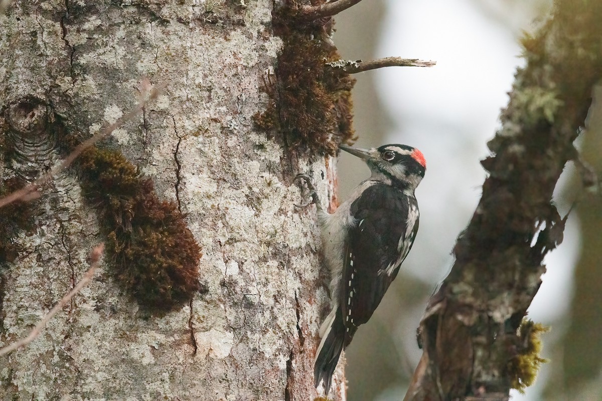 Дятел волохатий - ML646445381