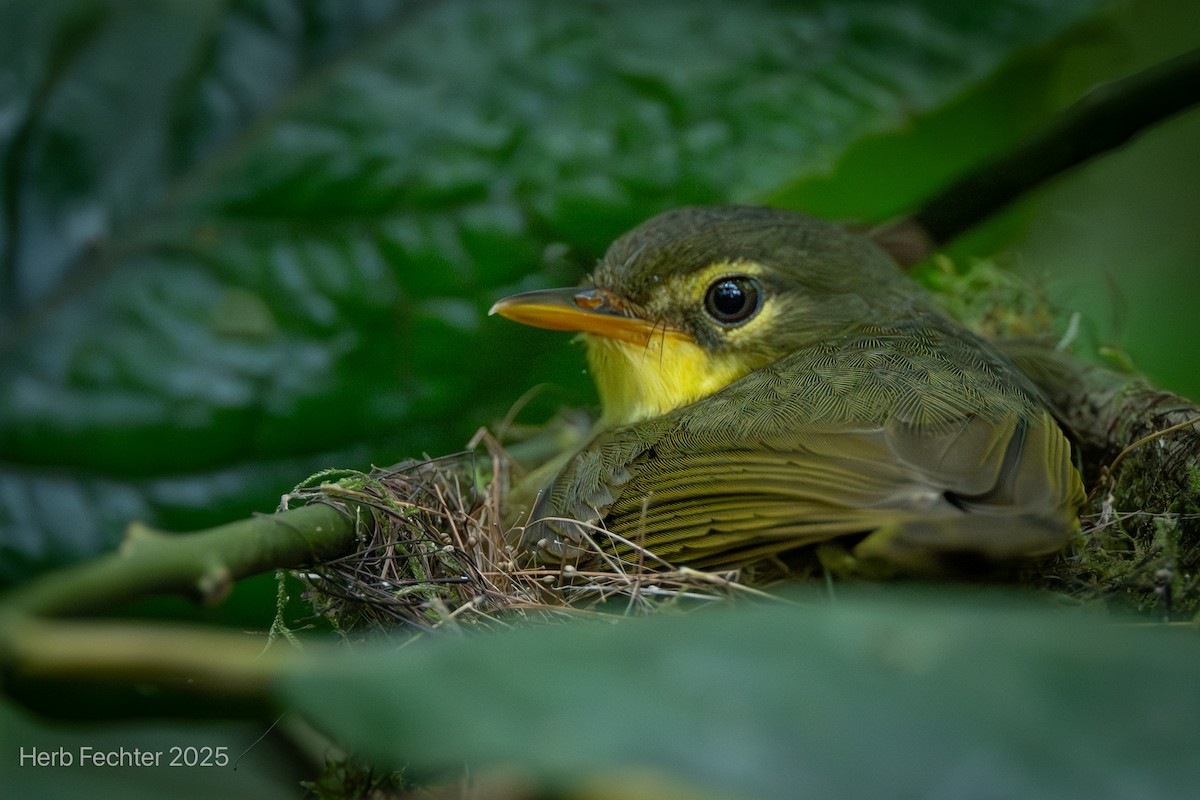 Тетрака короткодзьоба - ML646445382