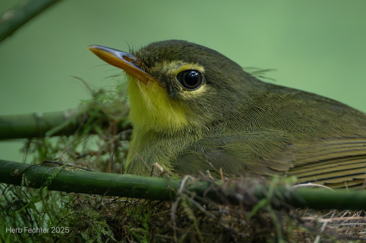 Тетрака короткодзьоба - ML646445383