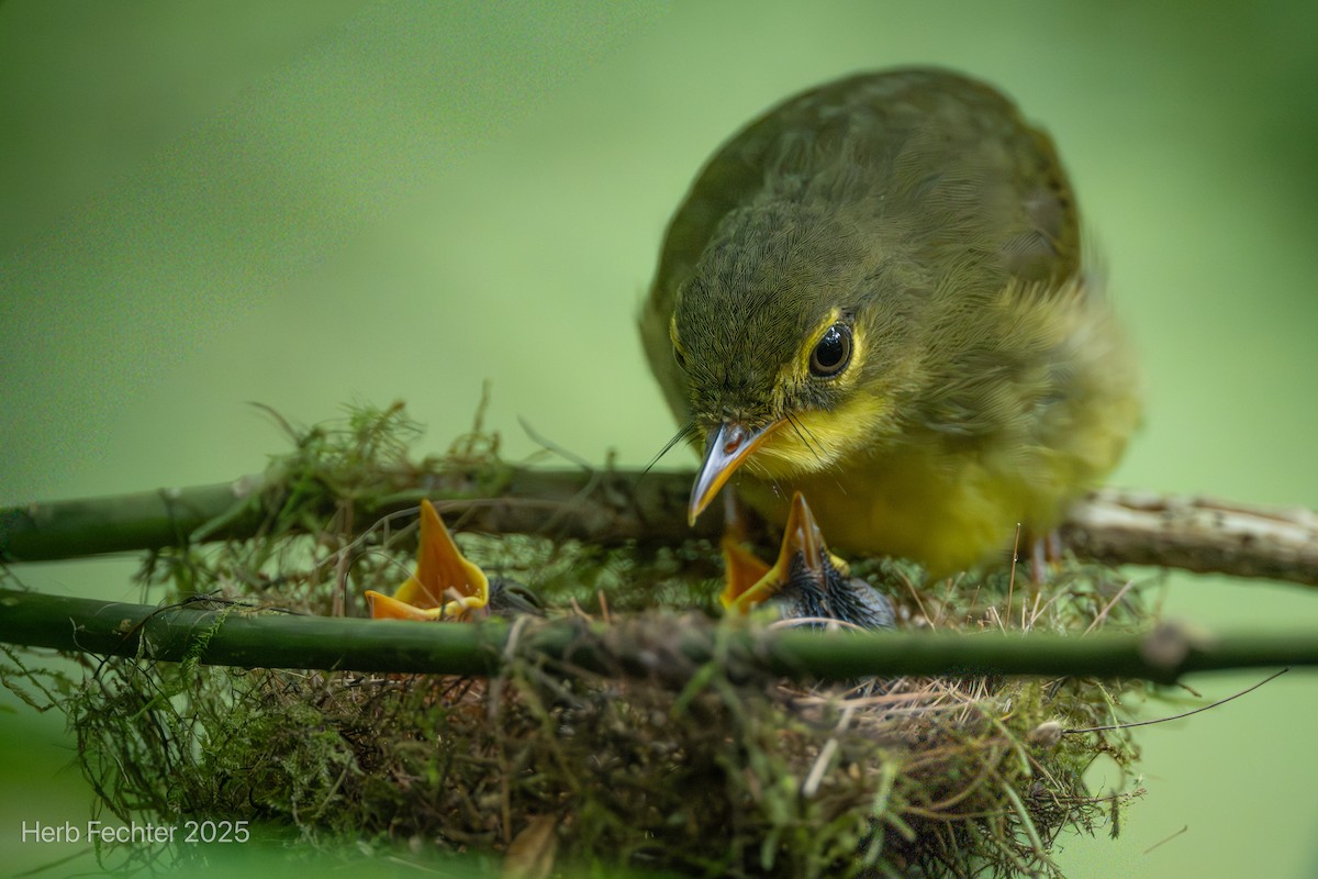 Kurzschnabel-Madagaskarsänger - ML646445384
