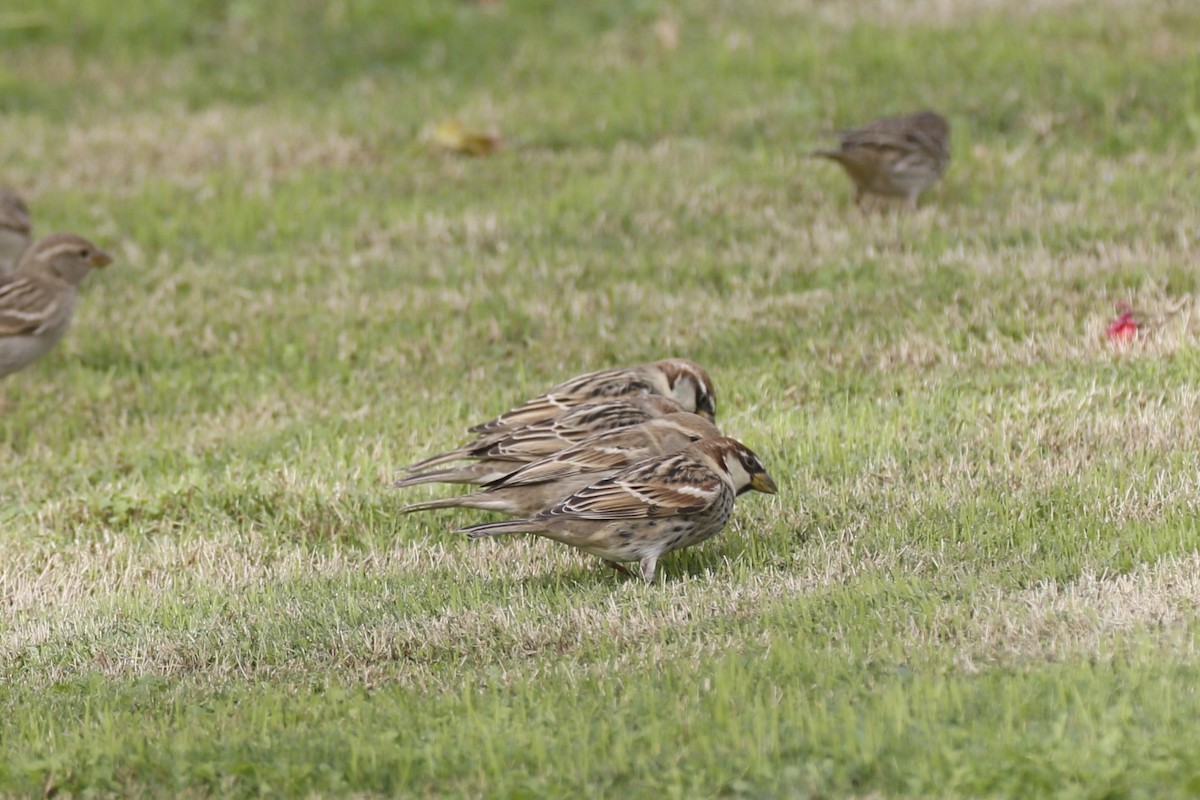 Spanish Sparrow - ML646445386