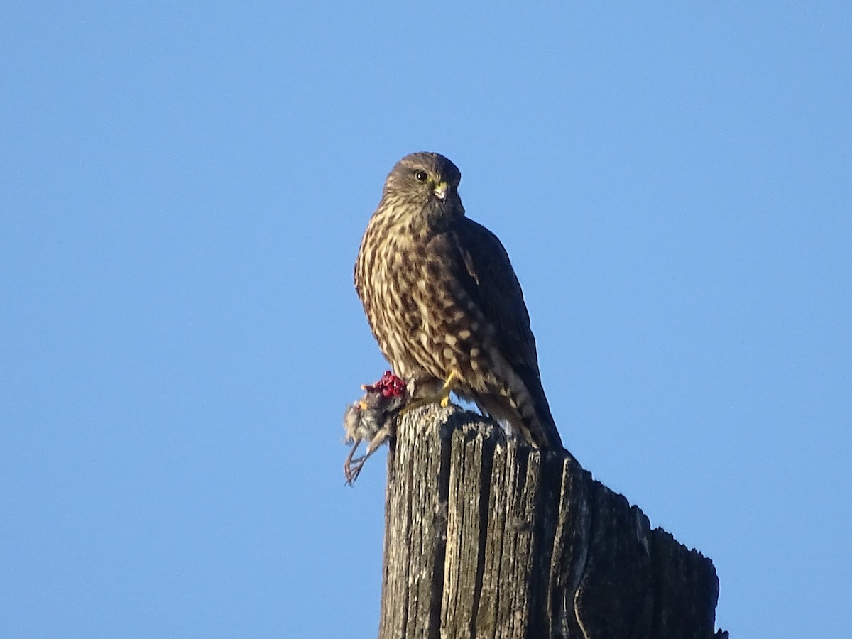 Merlin - ML646445387