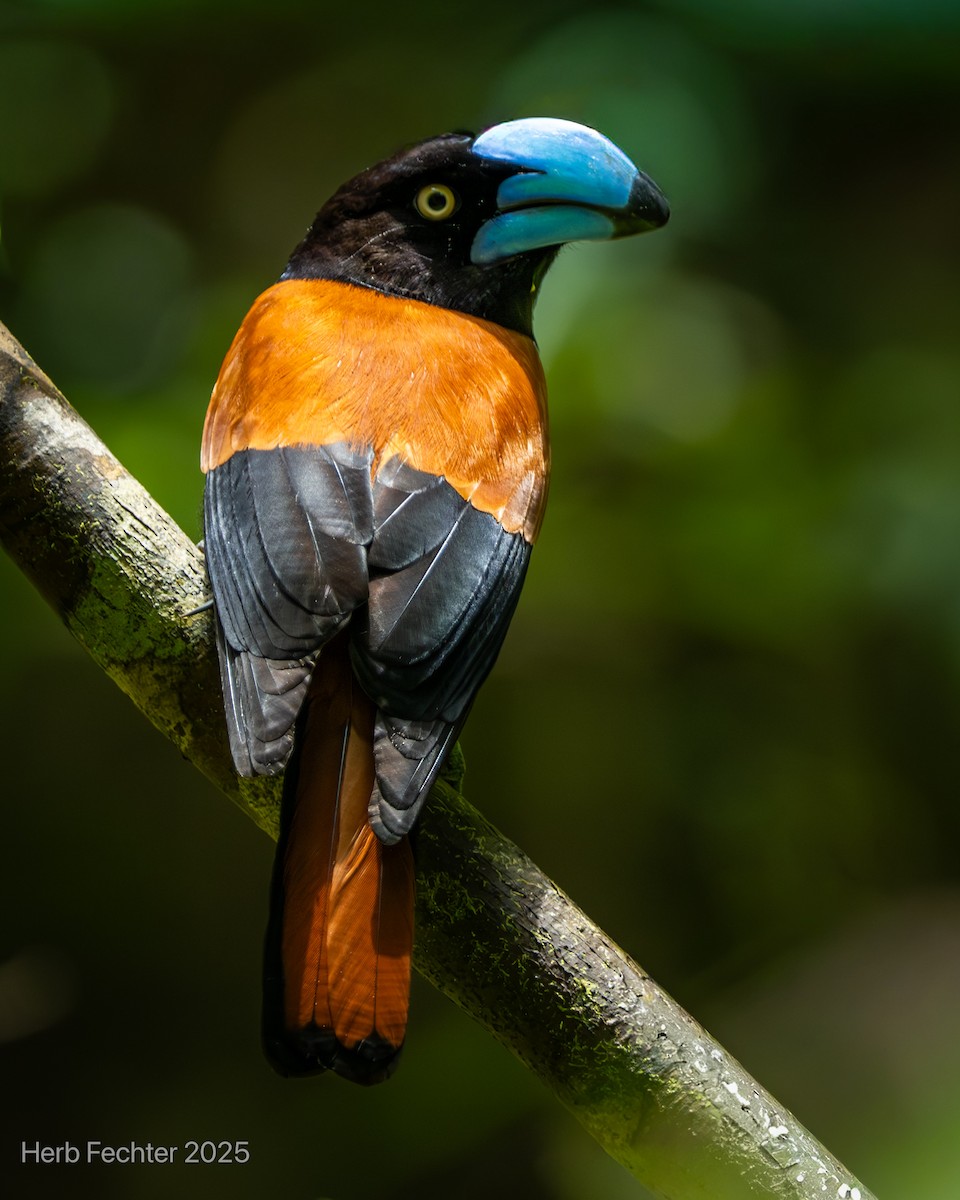 Helmvanga - ML646445388