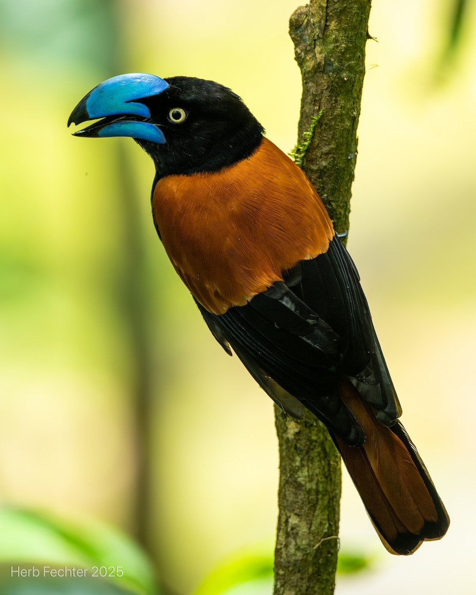 Helmvanga - ML646445389