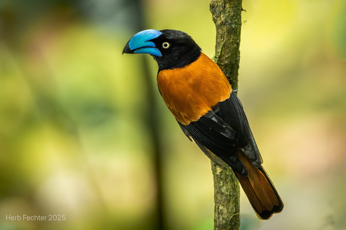 Helmvanga - ML646445390