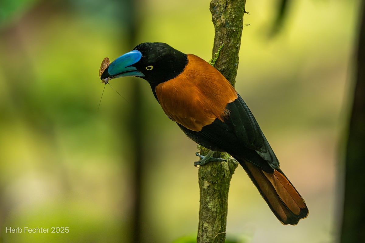 Helmvanga - ML646445391