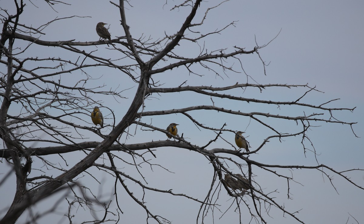 Western Meadowlark - ML646445392