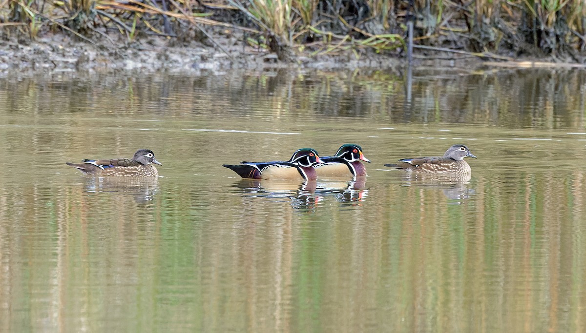 Wood Duck - ML646445393