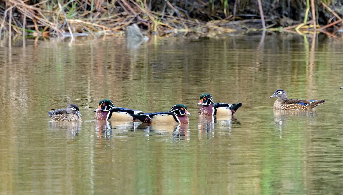 Wood Duck - ML646445396