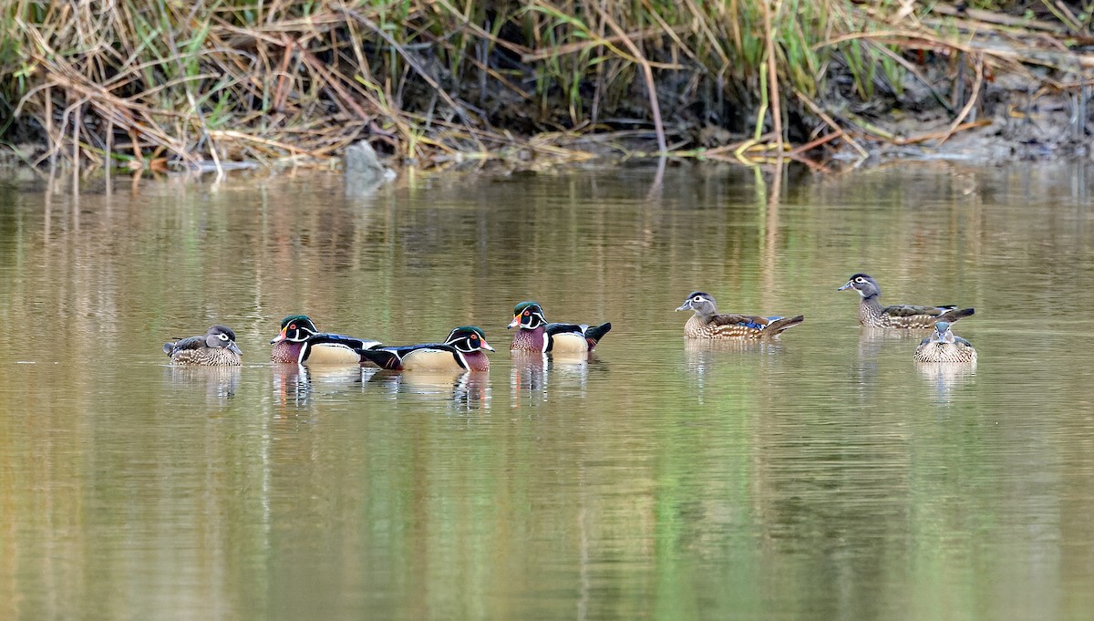 Wood Duck - ML646445397