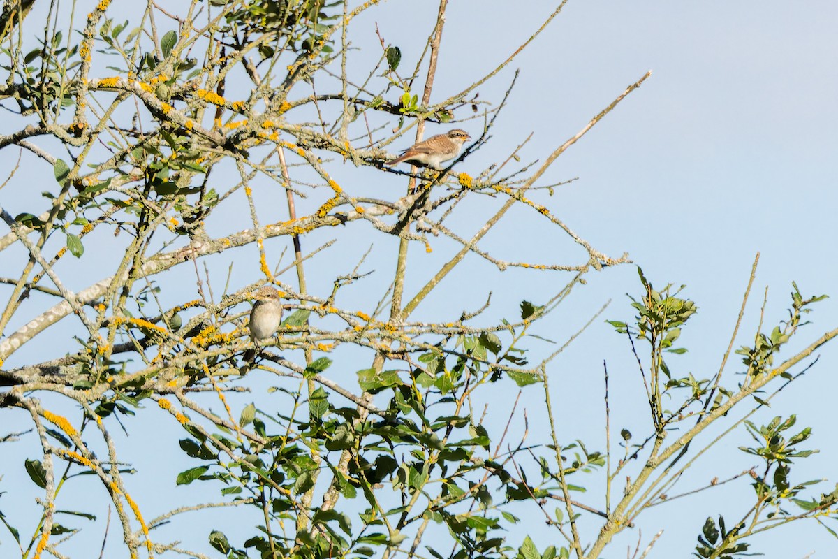 Red-backed Shrike - ML646445401
