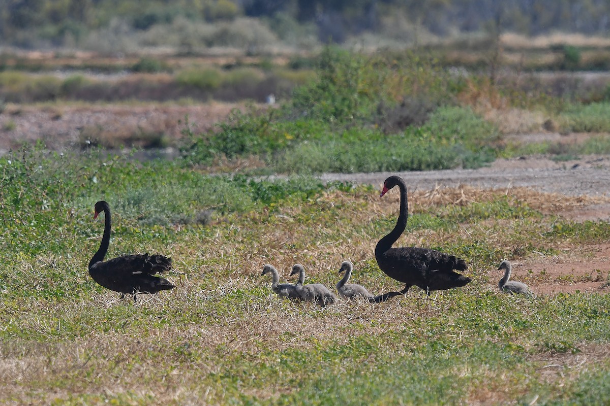 labuť černá - ML646445403