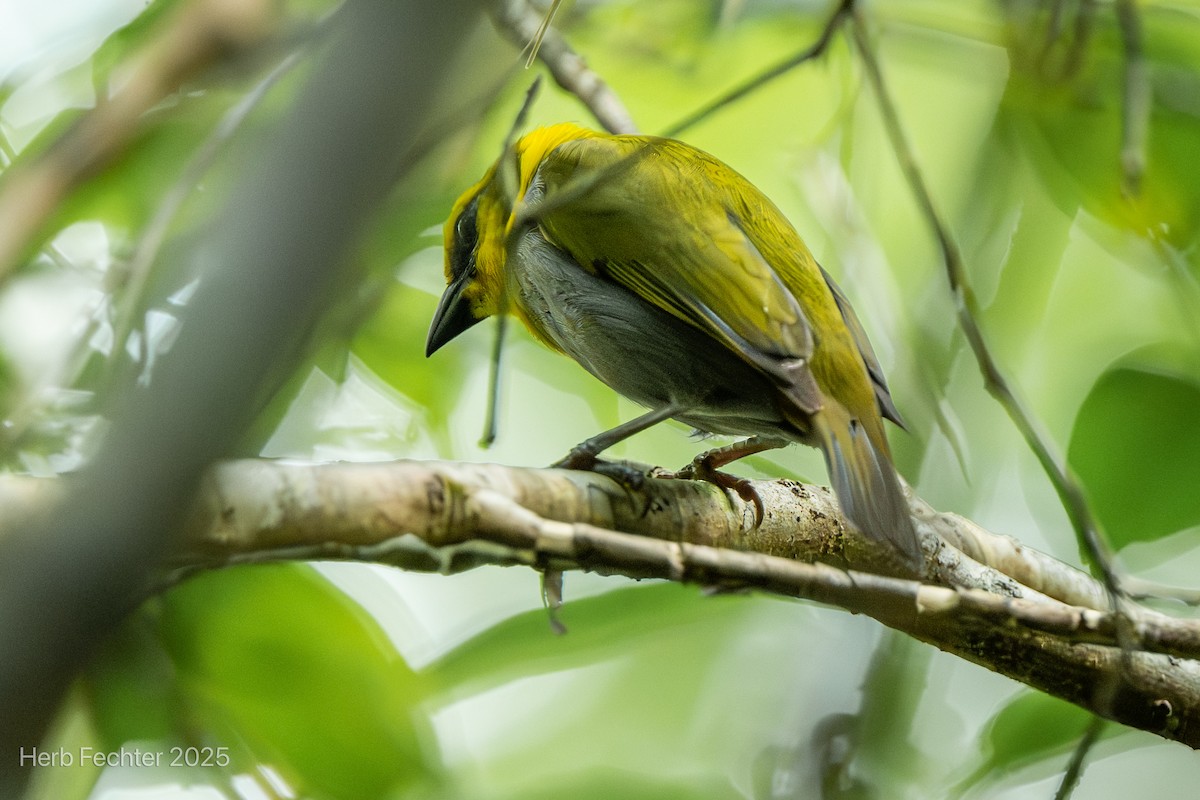 Grünweber - ML646445404