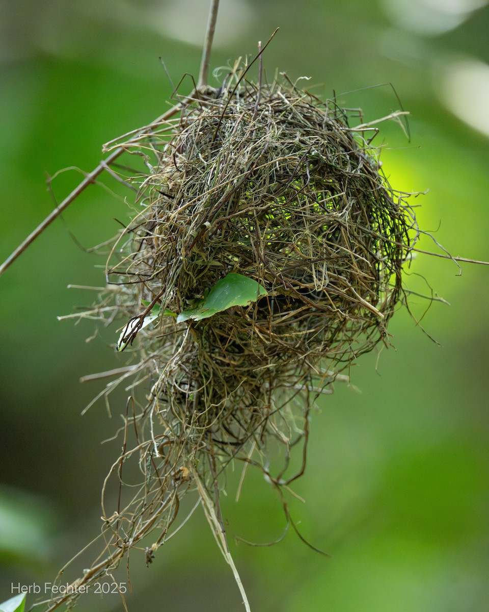 Grünweber - ML646445407