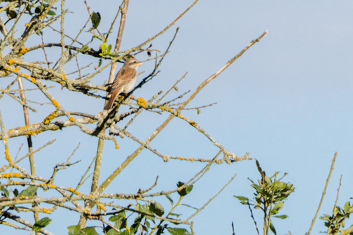 Red-backed Shrike - ML646445408