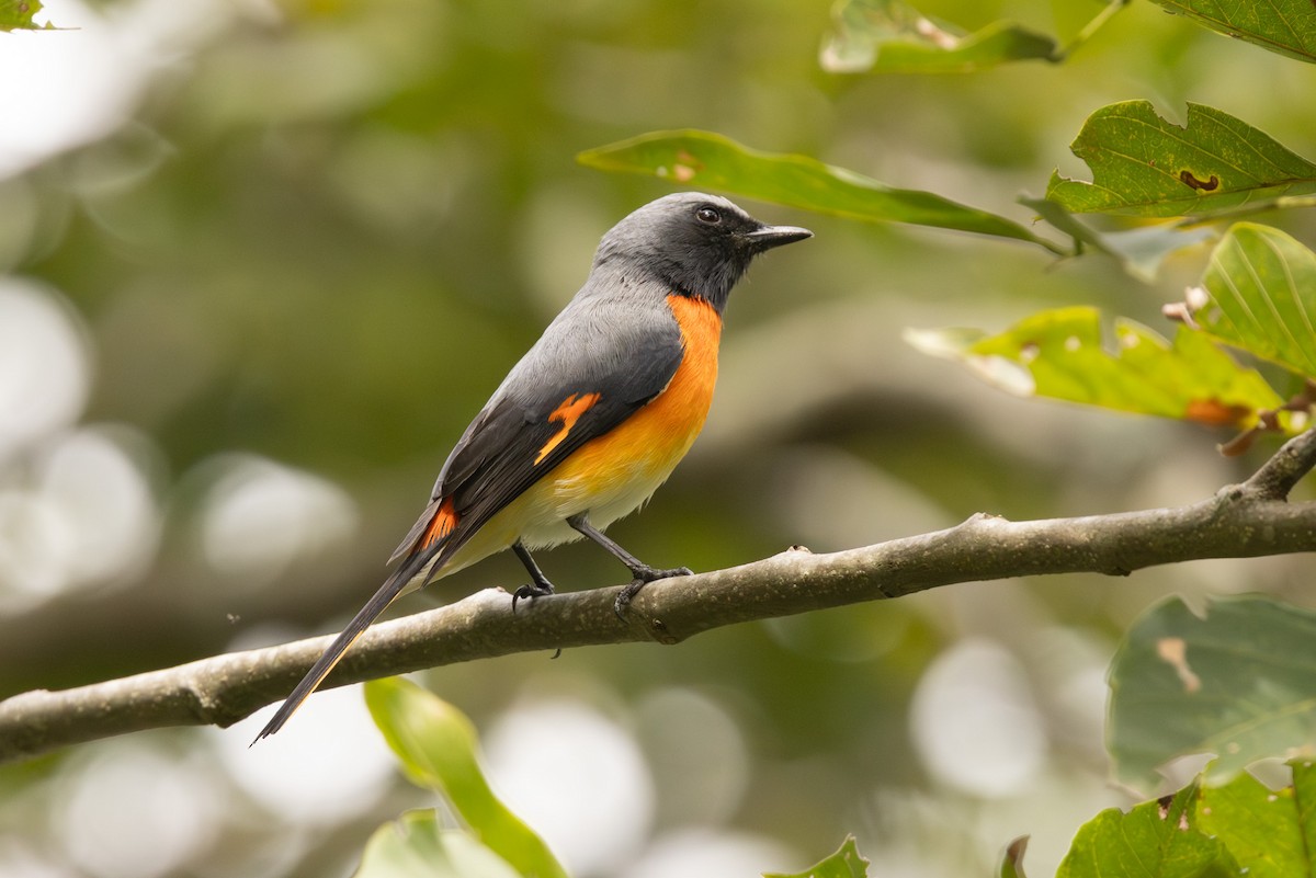 Small Minivet - ML646445409