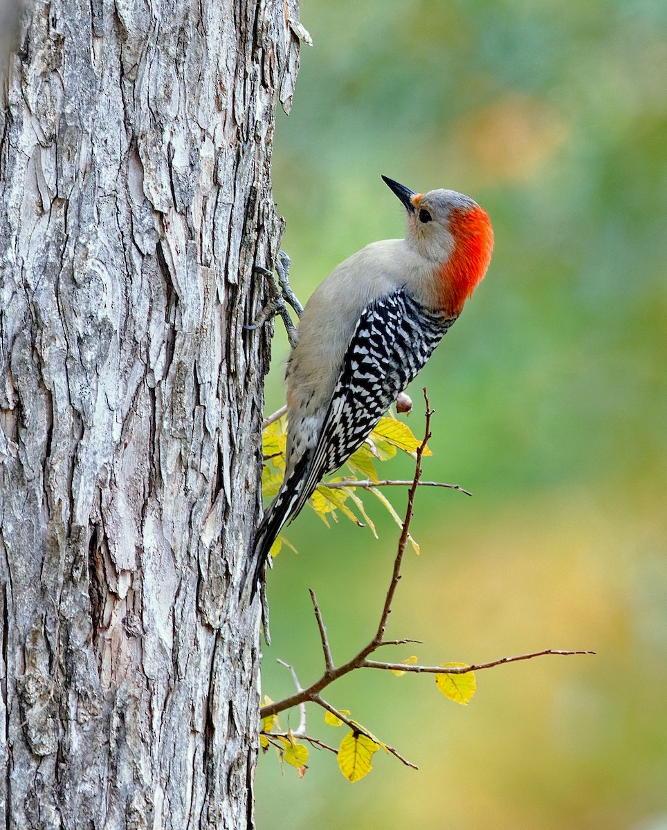 Red-bellied Woodpecker - ML646445416