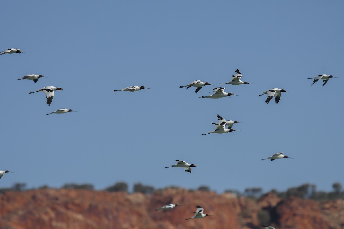 tenkozobec hnědohlavý - ML646445417