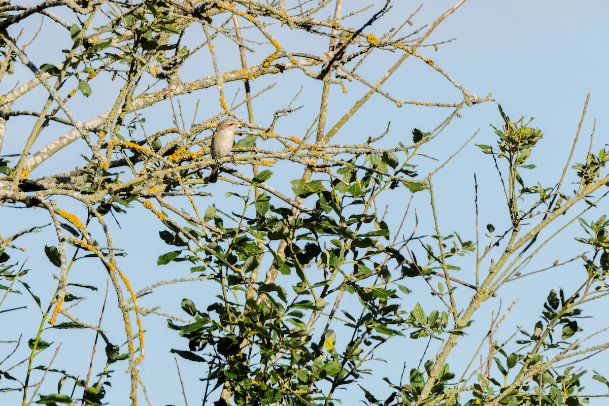 Red-backed Shrike - ML646445418