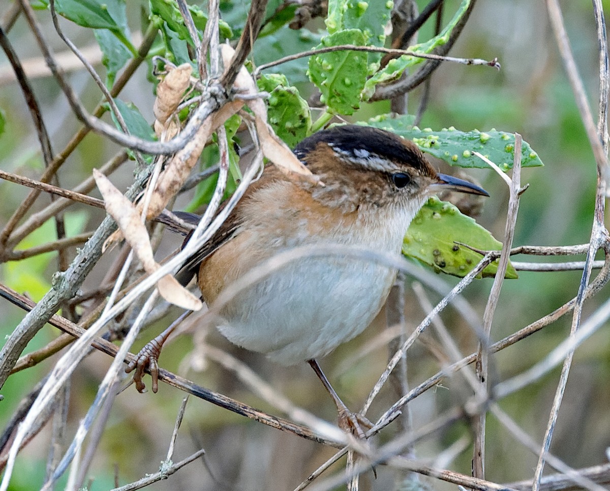 Marsh Wren - ML646445422