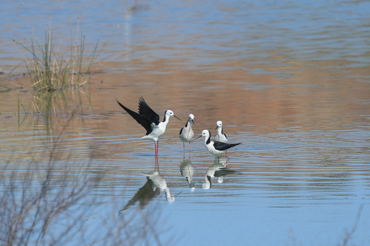 pisila bělohlavá - ML646445423