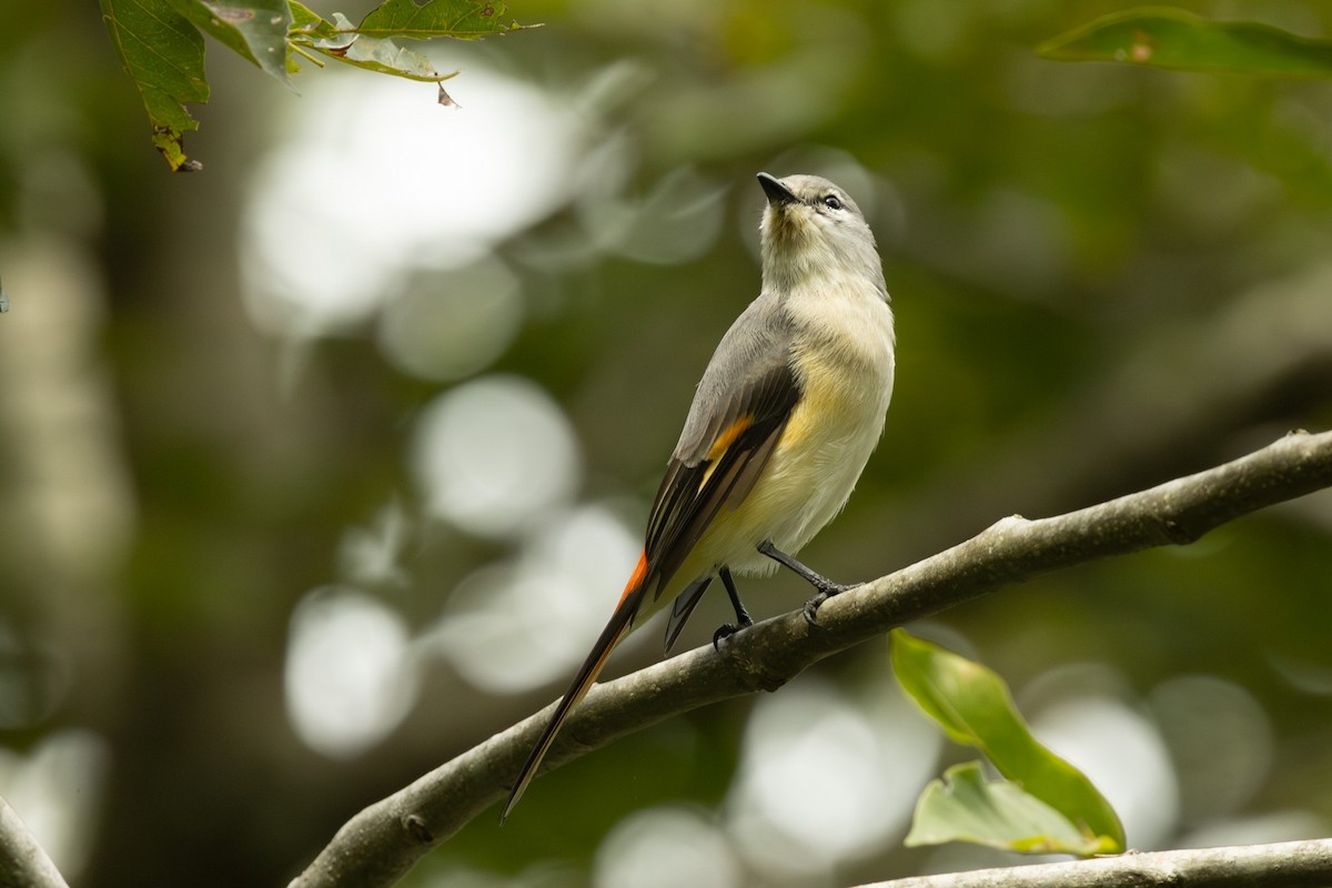 Small Minivet - ML646445424