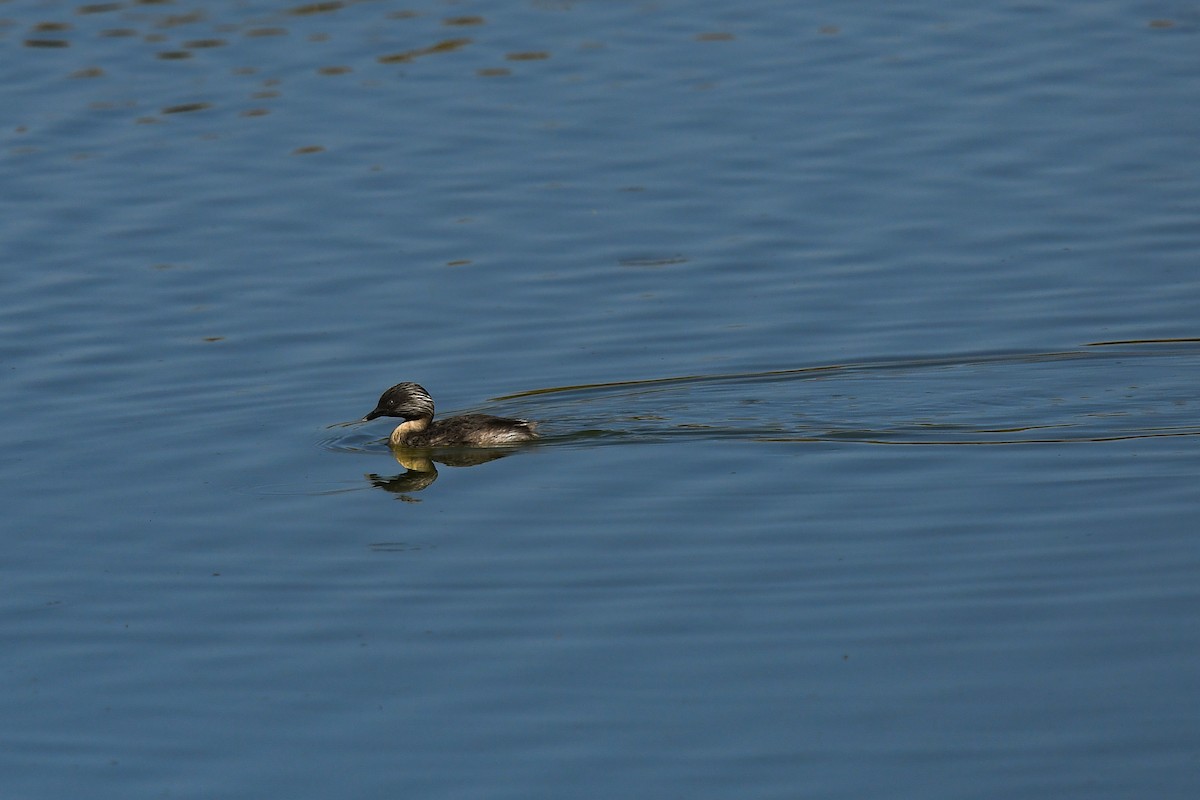 potápka šedohlavá - ML646445425