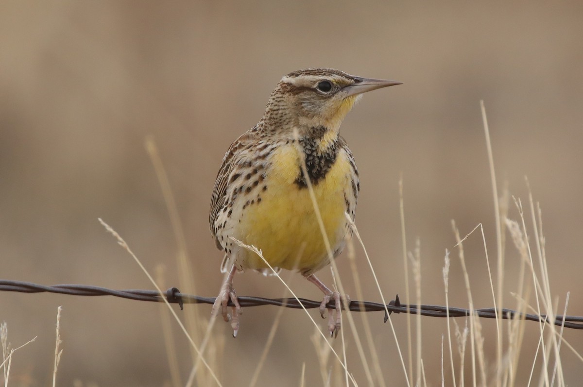 Western Meadowlark - ML646445426