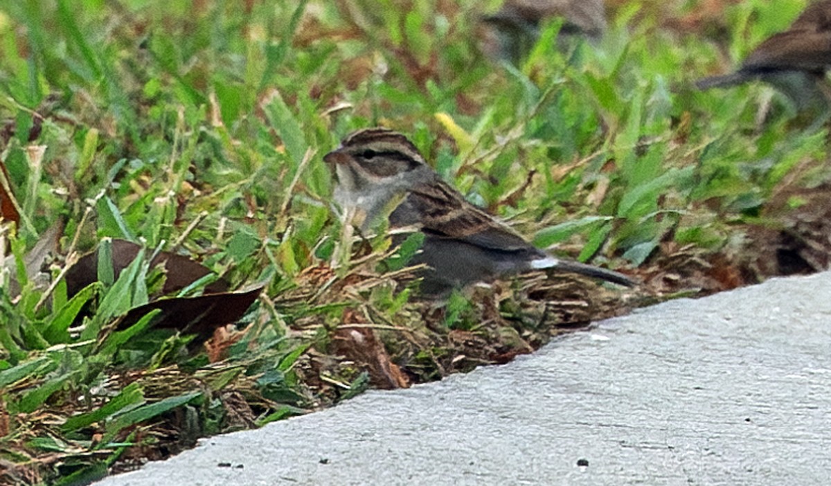 Chipping Sparrow - ML646445427