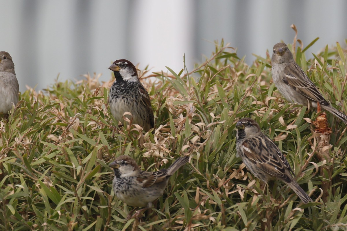 Spanish Sparrow - ML646445428