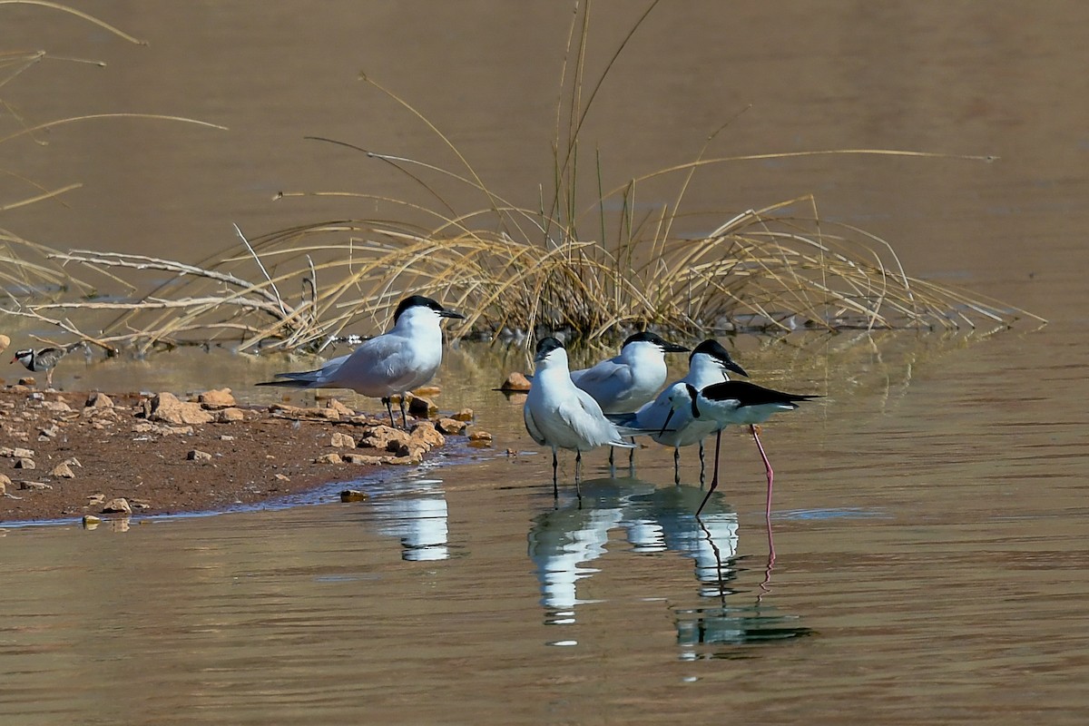 rybák dlouhonohý - ML646445429