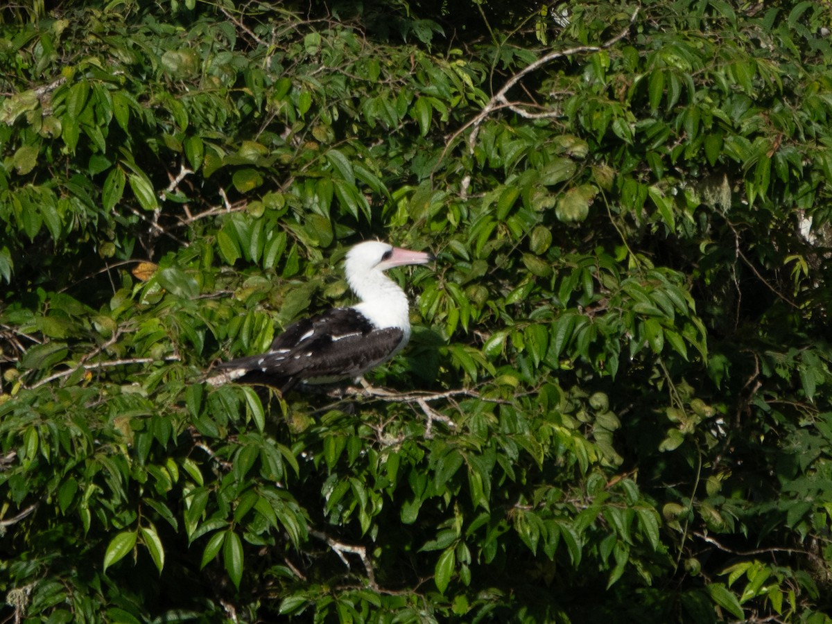 Abbott's Booby - ML646445430