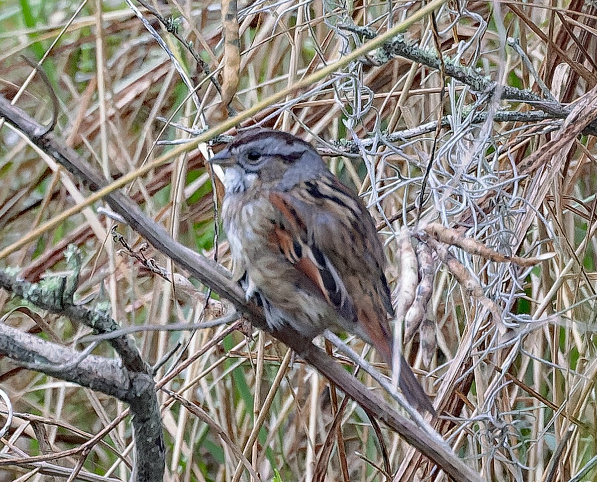 Swamp Sparrow - ML646445432