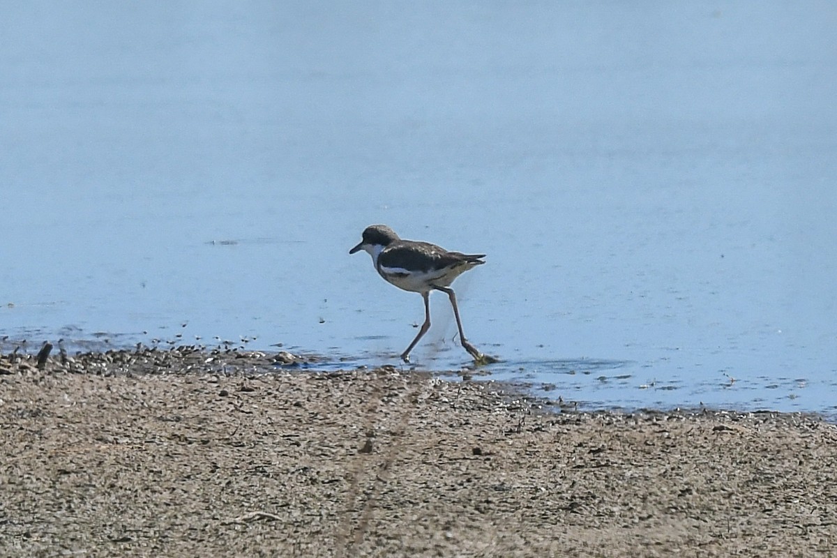 kulík černoprsý - ML646445433