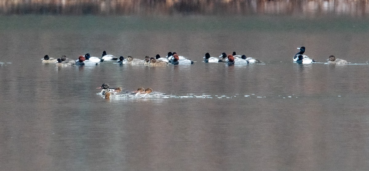 Red-breasted Merganser - ML646445434