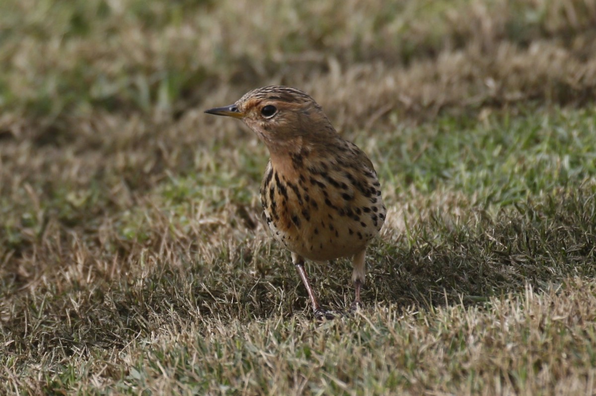 Red-throated Pipit - ML646445435