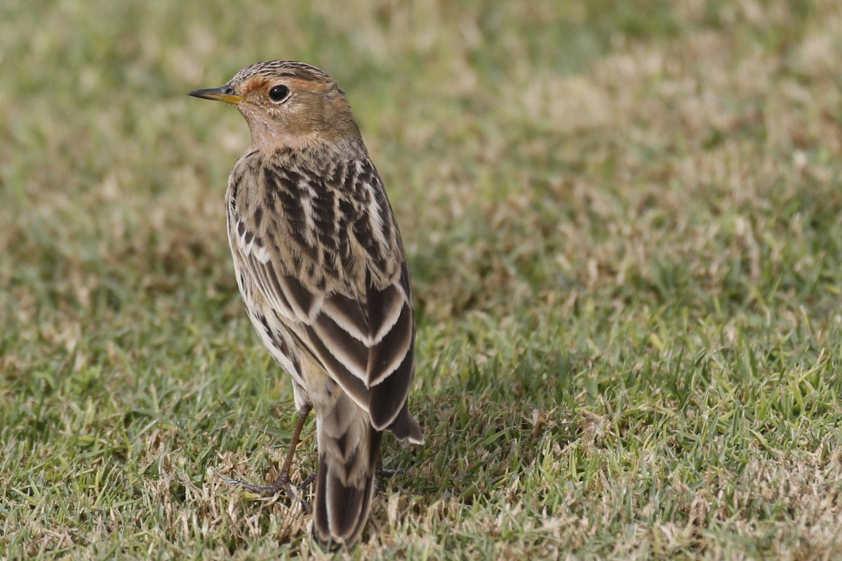 Red-throated Pipit - ML646445436