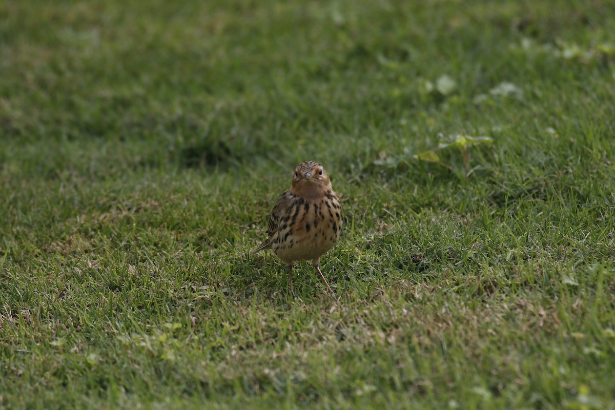 Red-throated Pipit - ML646445437