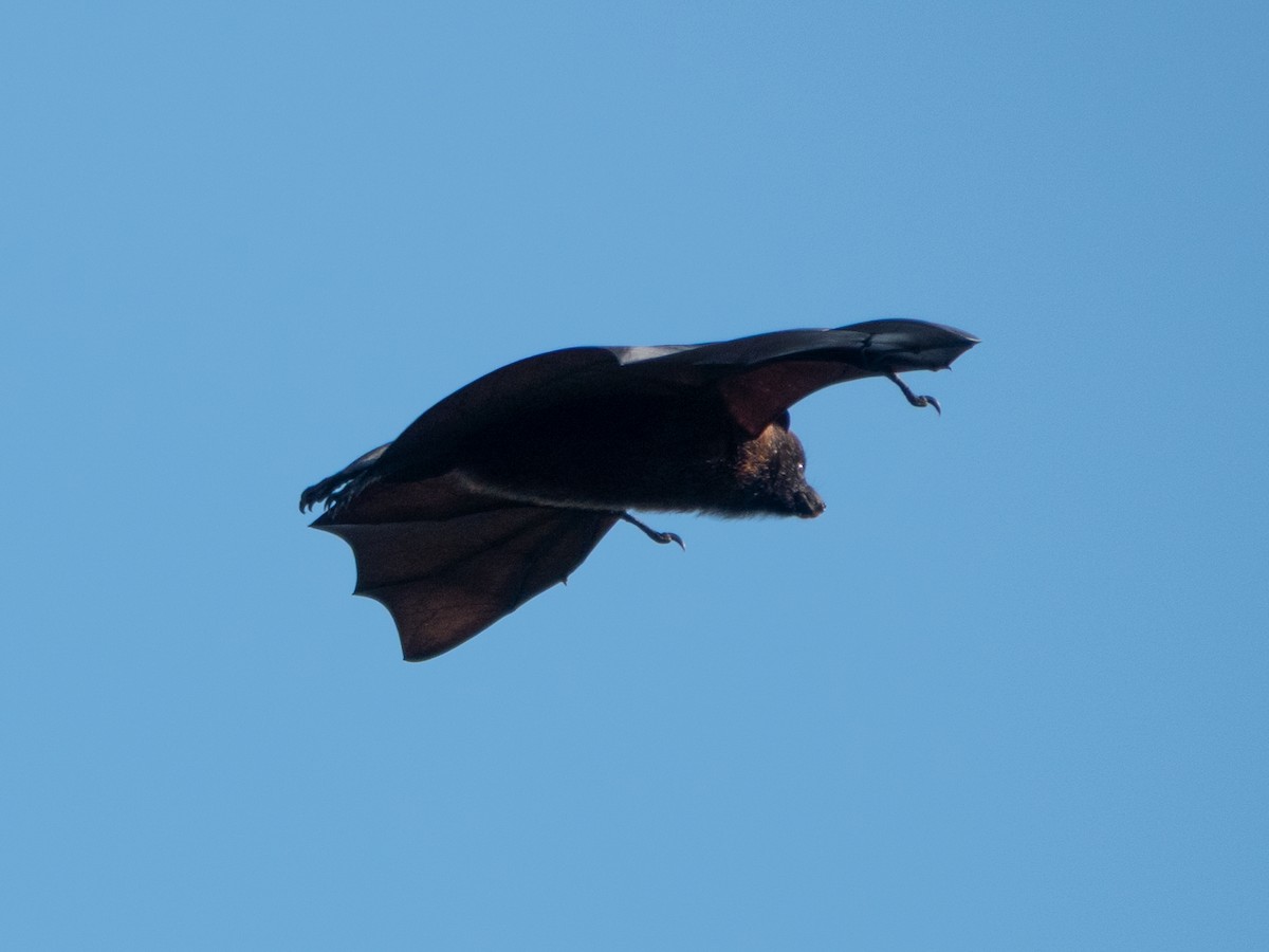 Christmas Flying-fox - ML646445438