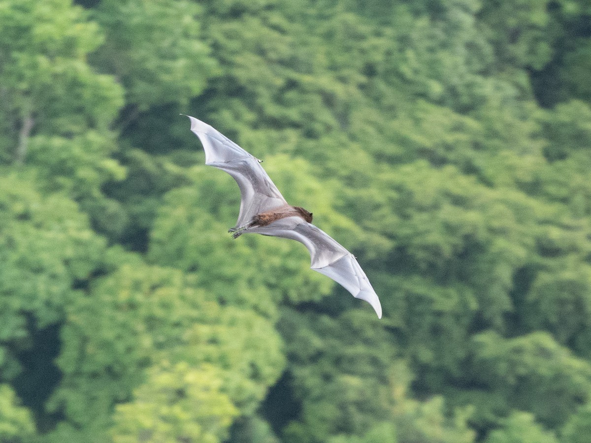 Christmas Flying-fox - ML646445439