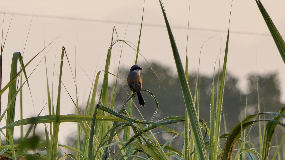 ťuhýk královský - ML646445440