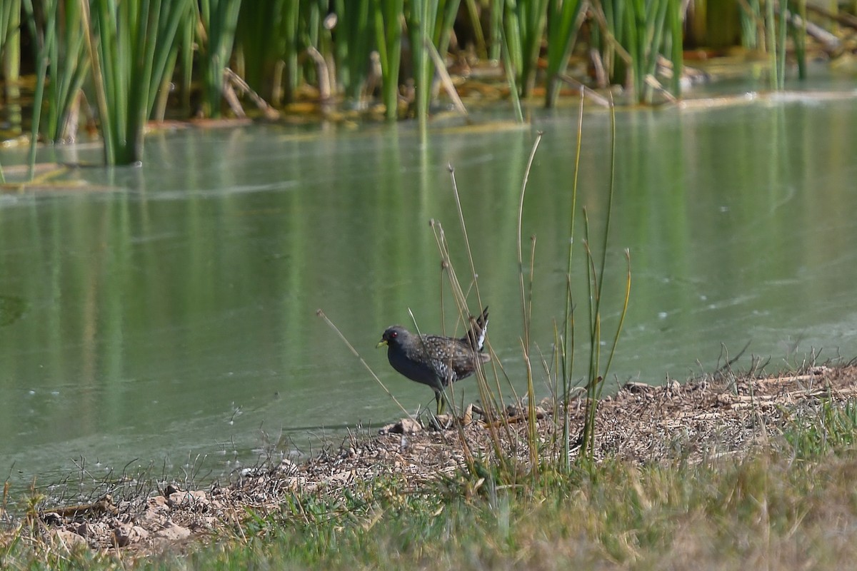 chřástal australský - ML646445441