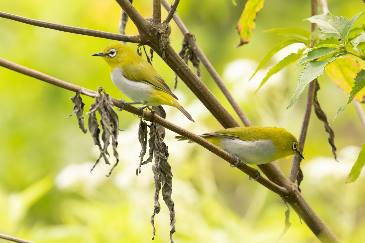 Indian White-eye - ML646445442