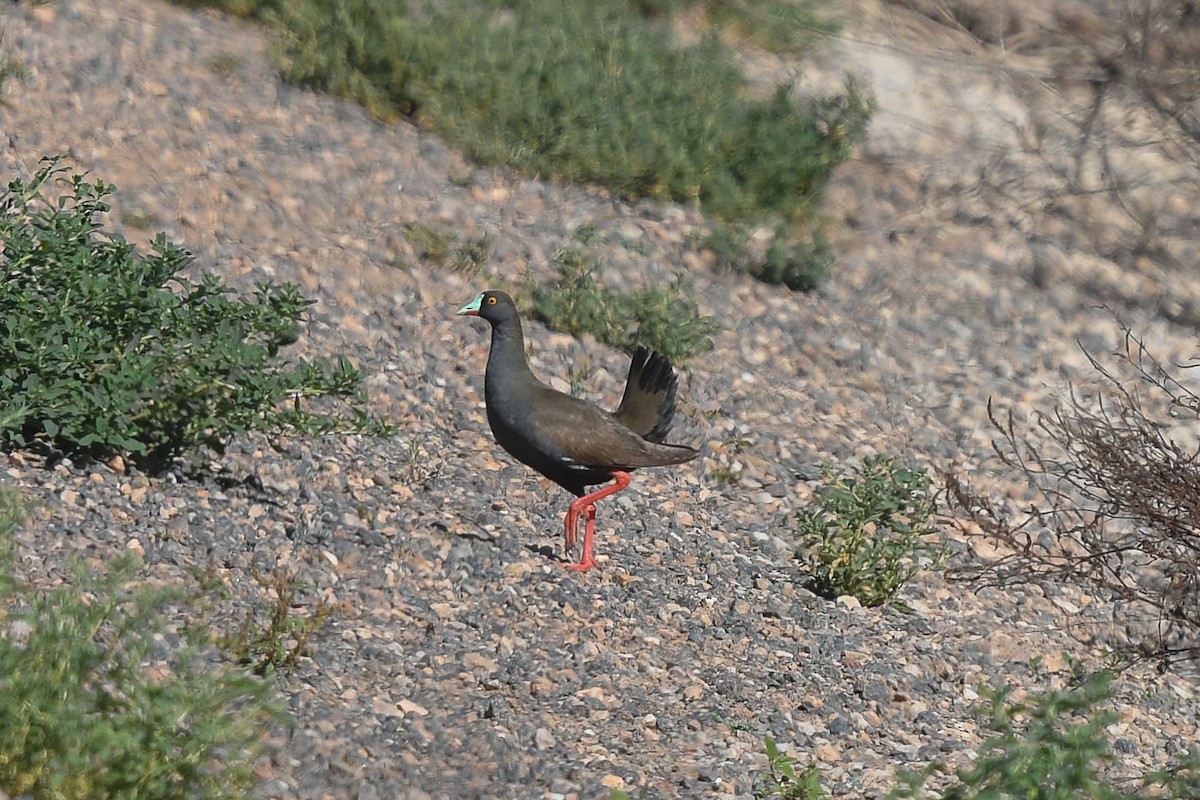 slípka černoocasá - ML646445444