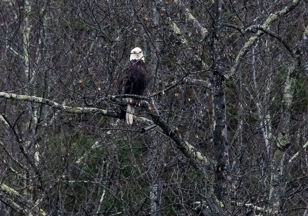 Bald Eagle - ML646445445