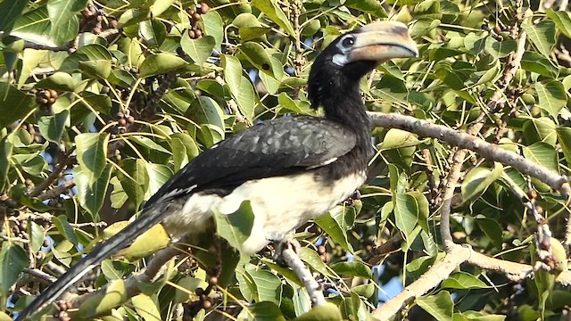 Oriental Pied-Hornbill - ML646445446