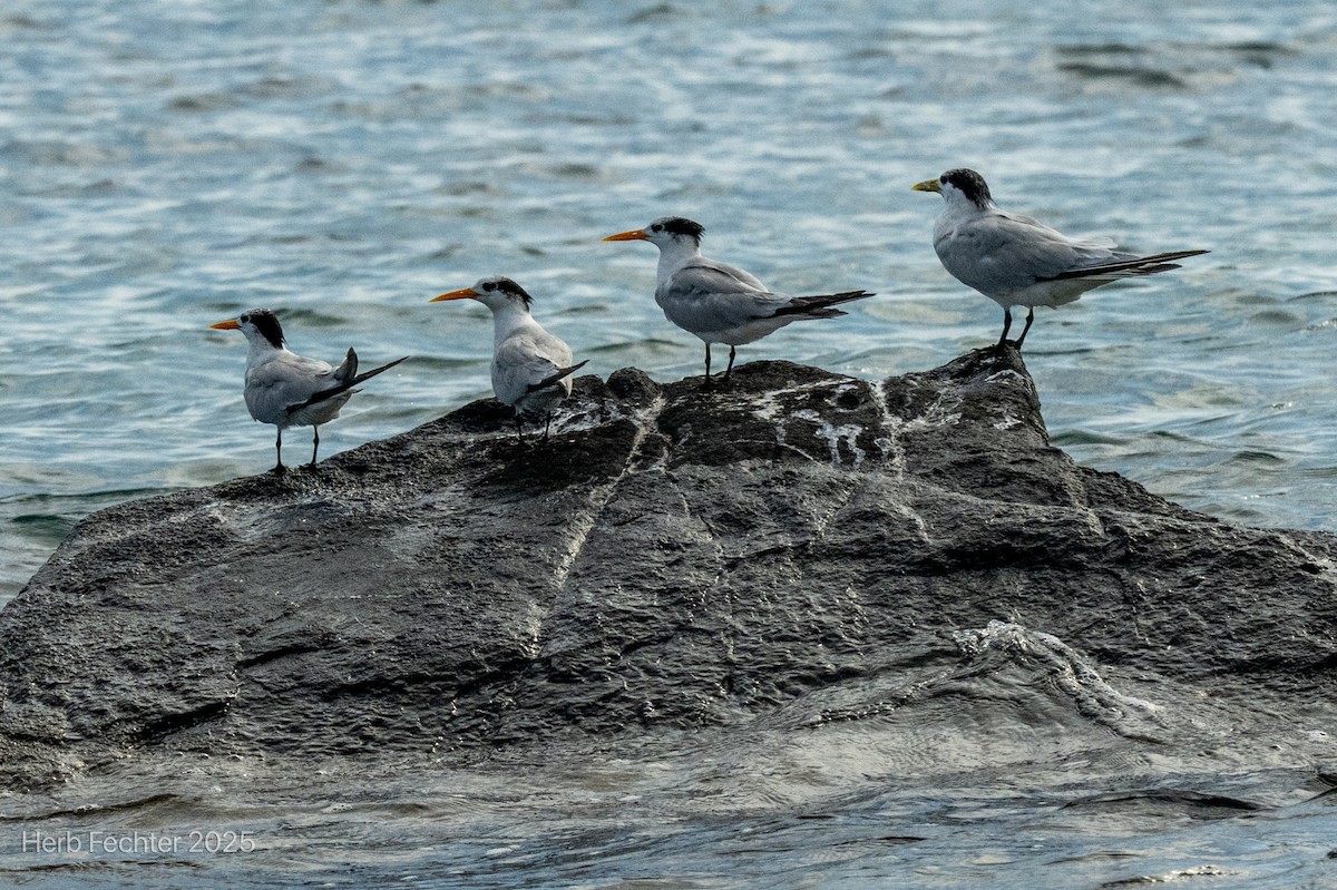 Rüppellseeschwalbe - ML646445448