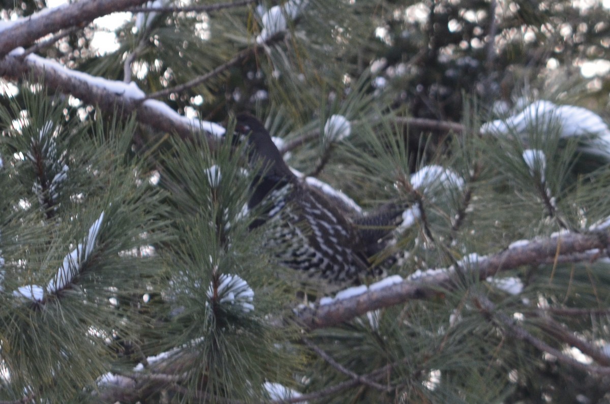 Spruce Grouse - ML646445449