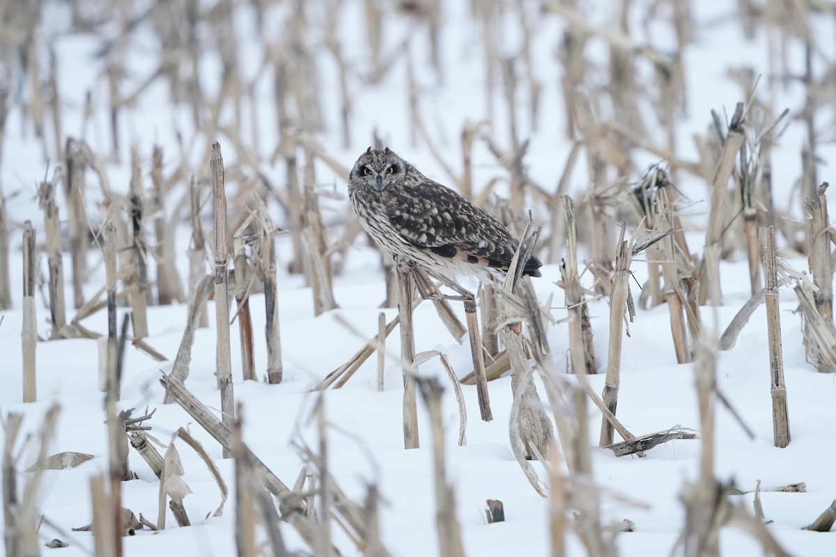 kalous pustovka - ML646445452