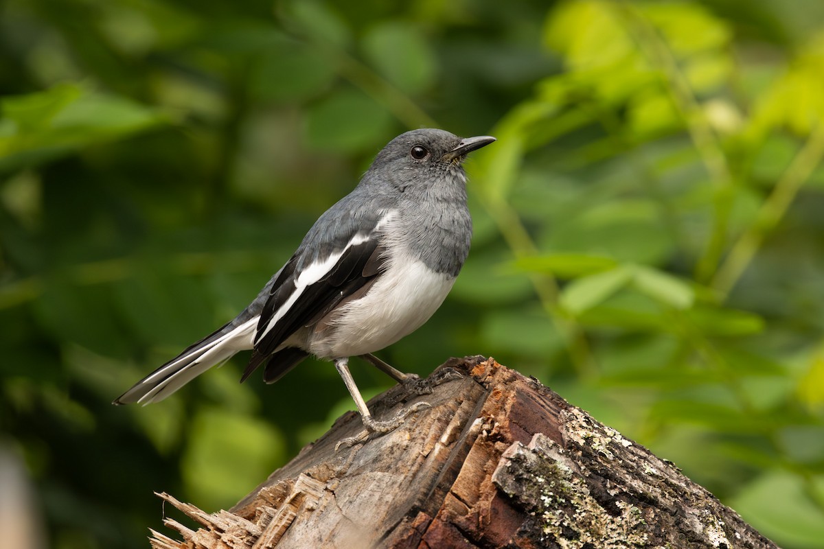 Oriental Magpie-Robin - ML646445455
